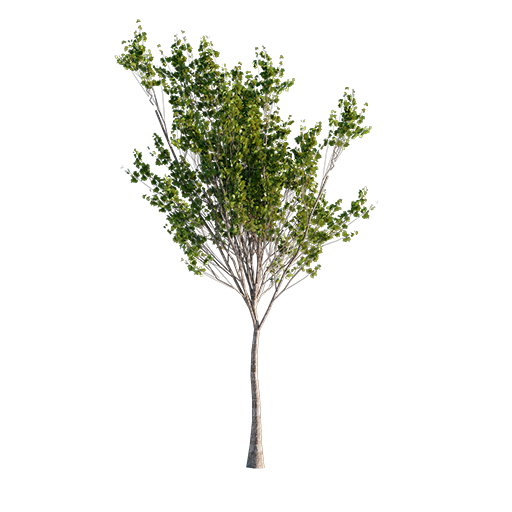 Chestnut Tree Young