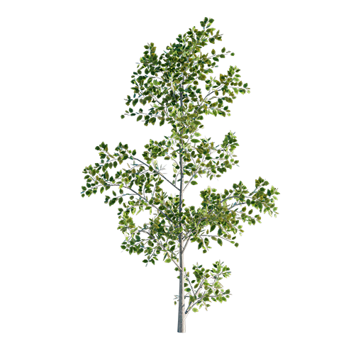 Beech Tree Young