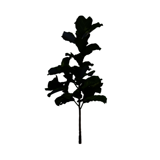 Fiddle-Leaf Fig