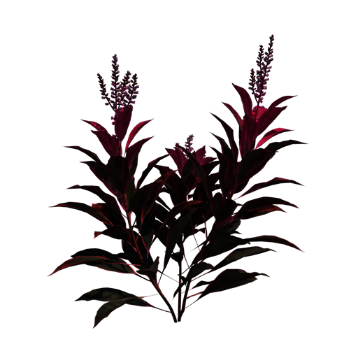 Hawaiian Ti Plant 'Red Sister'