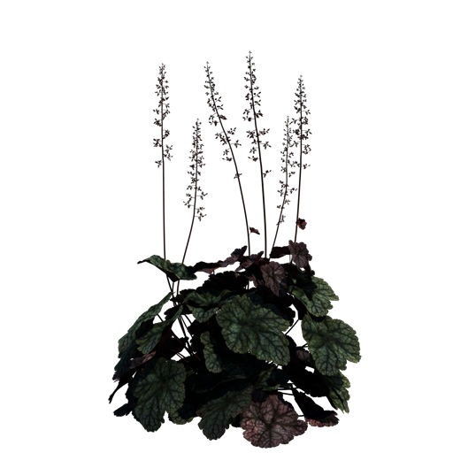 Alumroot 'Silver Scrolls'