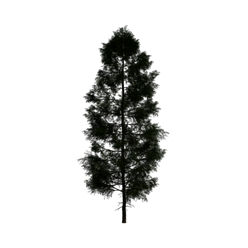 Japanese Larch