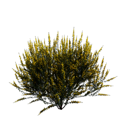 Common Broom