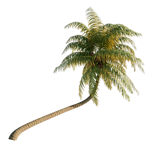 Coconut Palm - 4.4 m