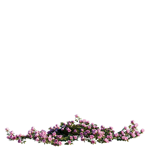 Roses - Pink - 0.30 m