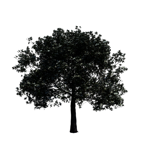 Southern Magnolia