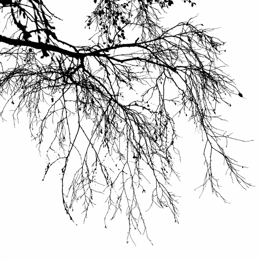 mxn_gobos_ext_tree_003_v01_srgb.png