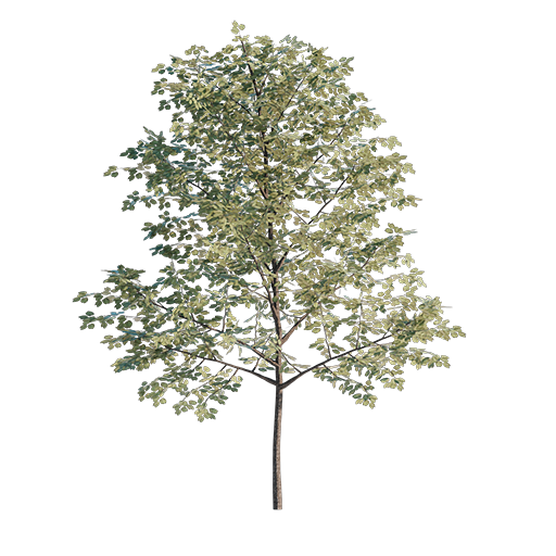 Sweet Birch - Betula Lenta 02