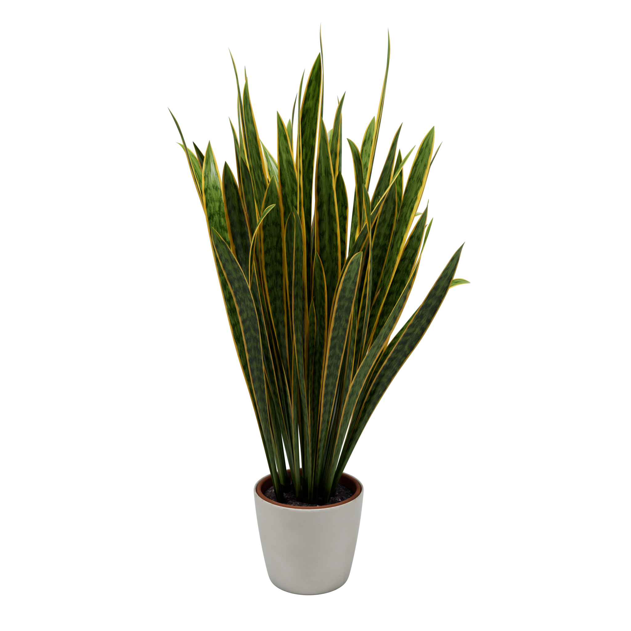 Snake Plant - Sansevieria trifasciata