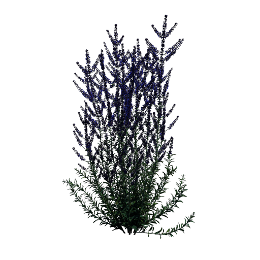 Russian Sage 'Blue Spire'