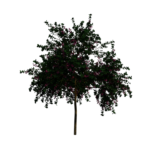 Hong Kong Orchid Tree