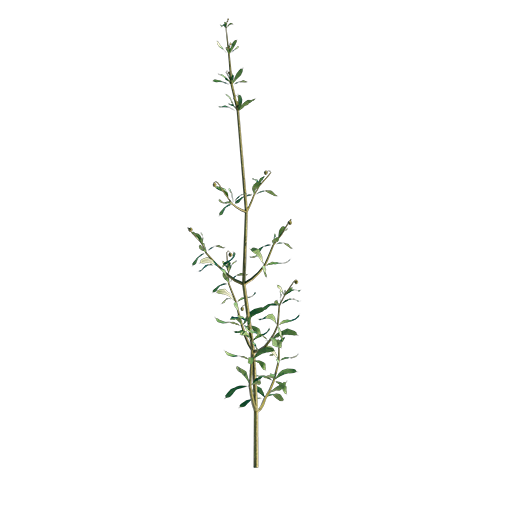 Cleavers - Galium Aparine 01