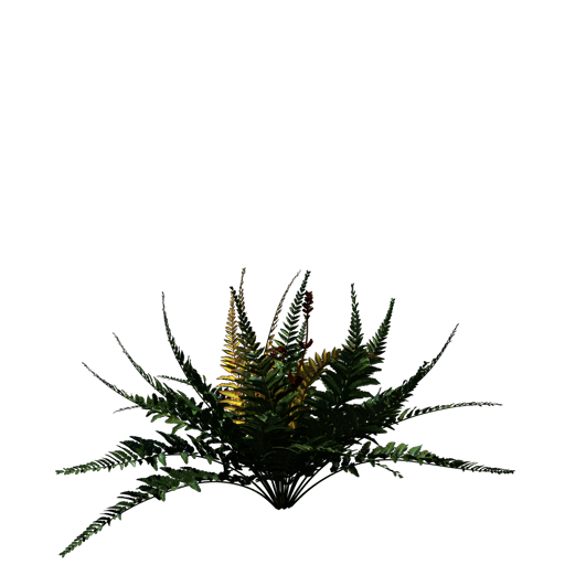 Autumn Fern
