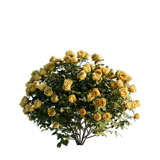 Roses - Yellow - 0.42 m