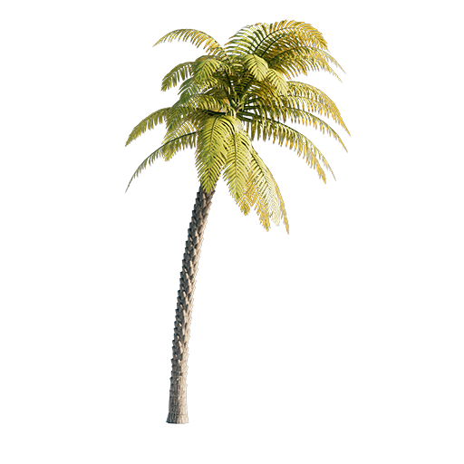 Palm Tree 04 - 13.64 m