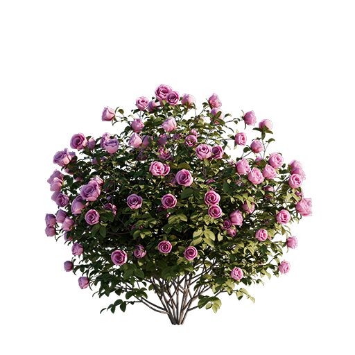 Roses - Pink - 0.57 m