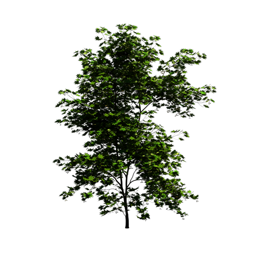 Japanese Maple