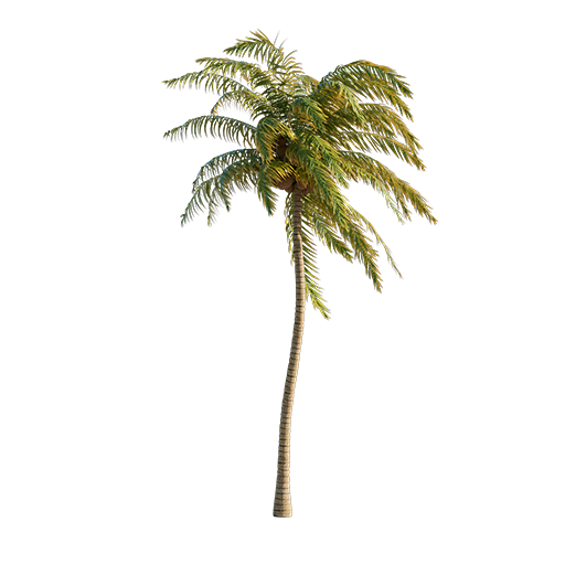 Coconut Palm - 5.4 m