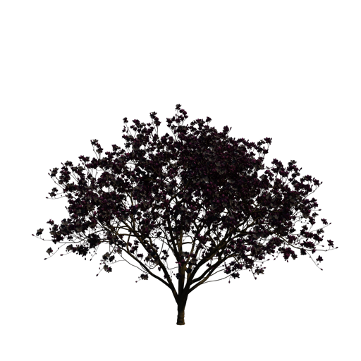 Norbert's Magnolia