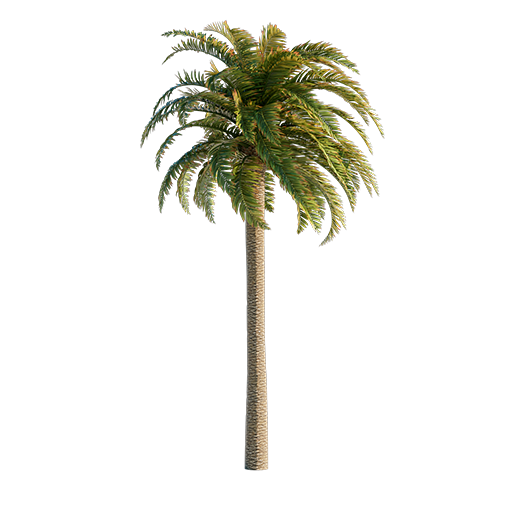 Palm Tree 01 - 5.8 m