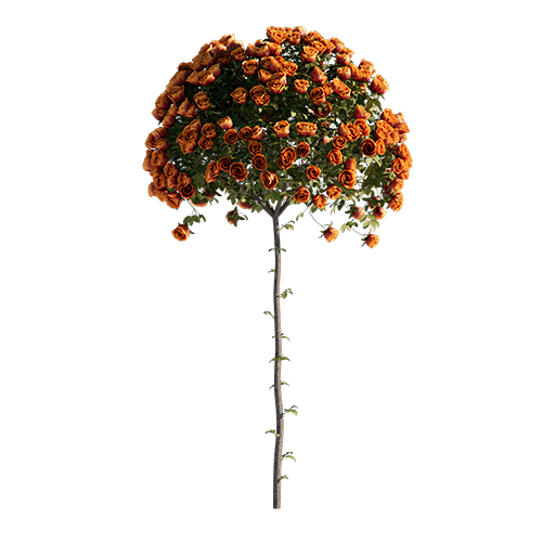 Roses - Orange - 1.17 m