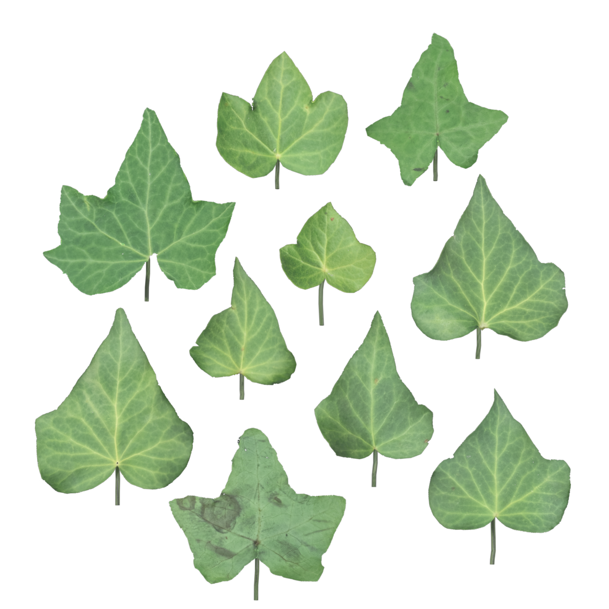 English Ivy Leaves