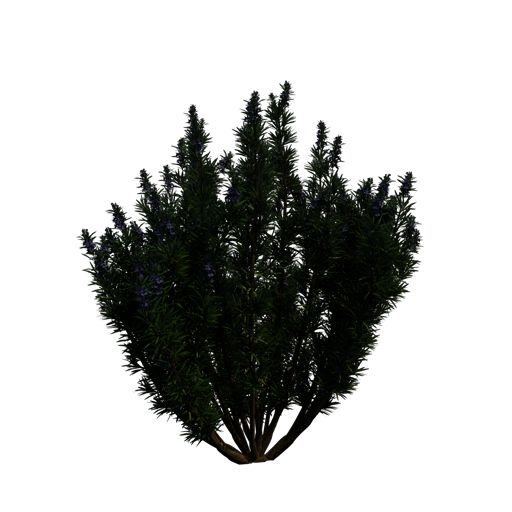 Rosemary
