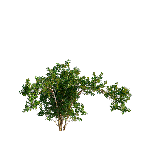 Elderberry Tree Young