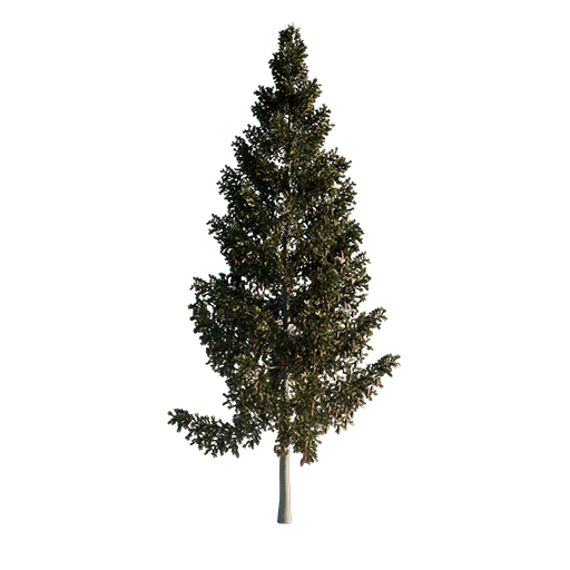 Grand Fir - Abies Grandis 02