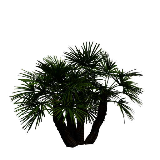 Mediterranean Dwarf Palm