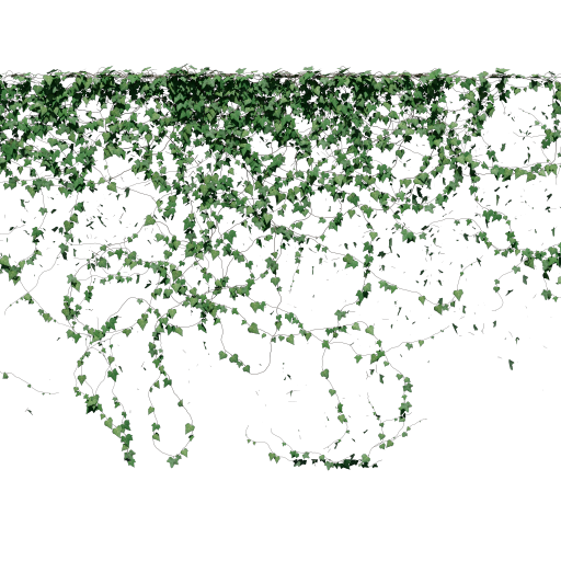 Ivy - High Wall