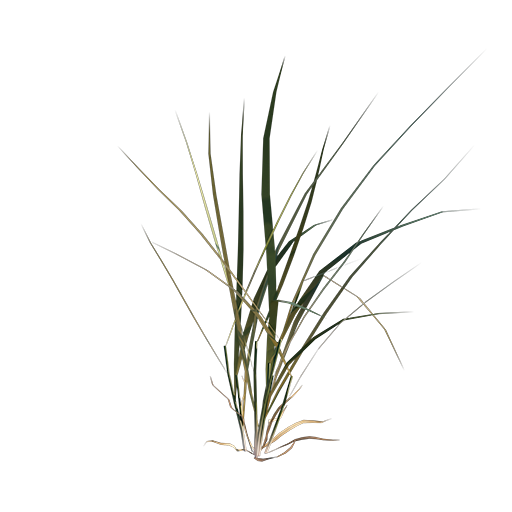 Grass 04 - Wild