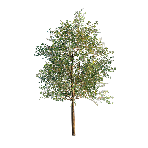 Maple Tree - 8m