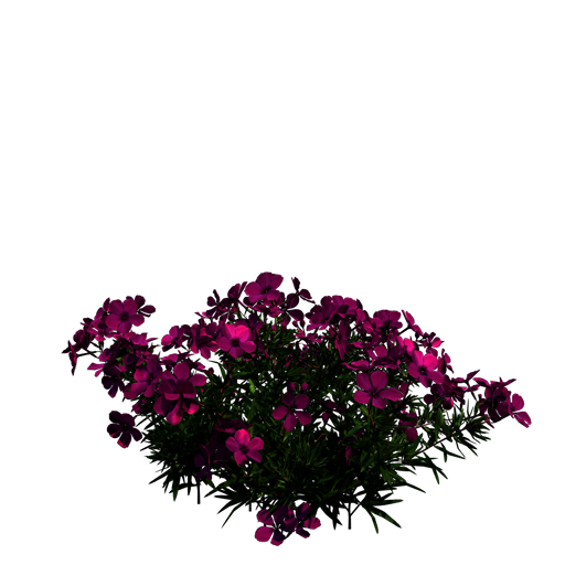 Creeping Phlox 'Atropurpurea'