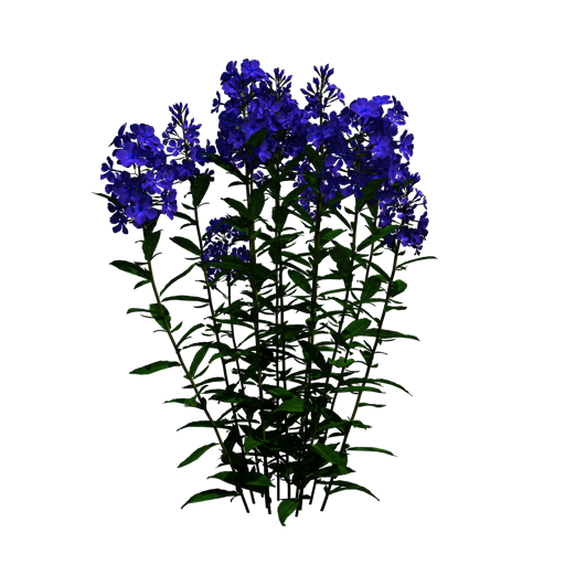 Perennial Phlox 'Blue Paradise'