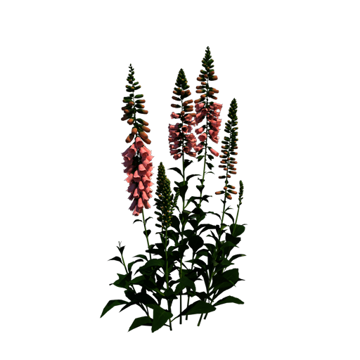 Purple Foxglove 'Apricot'
