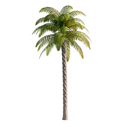 Palm Tree 02 - 13.7 m