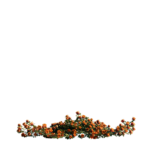 Roses - Orange - 0.28 m