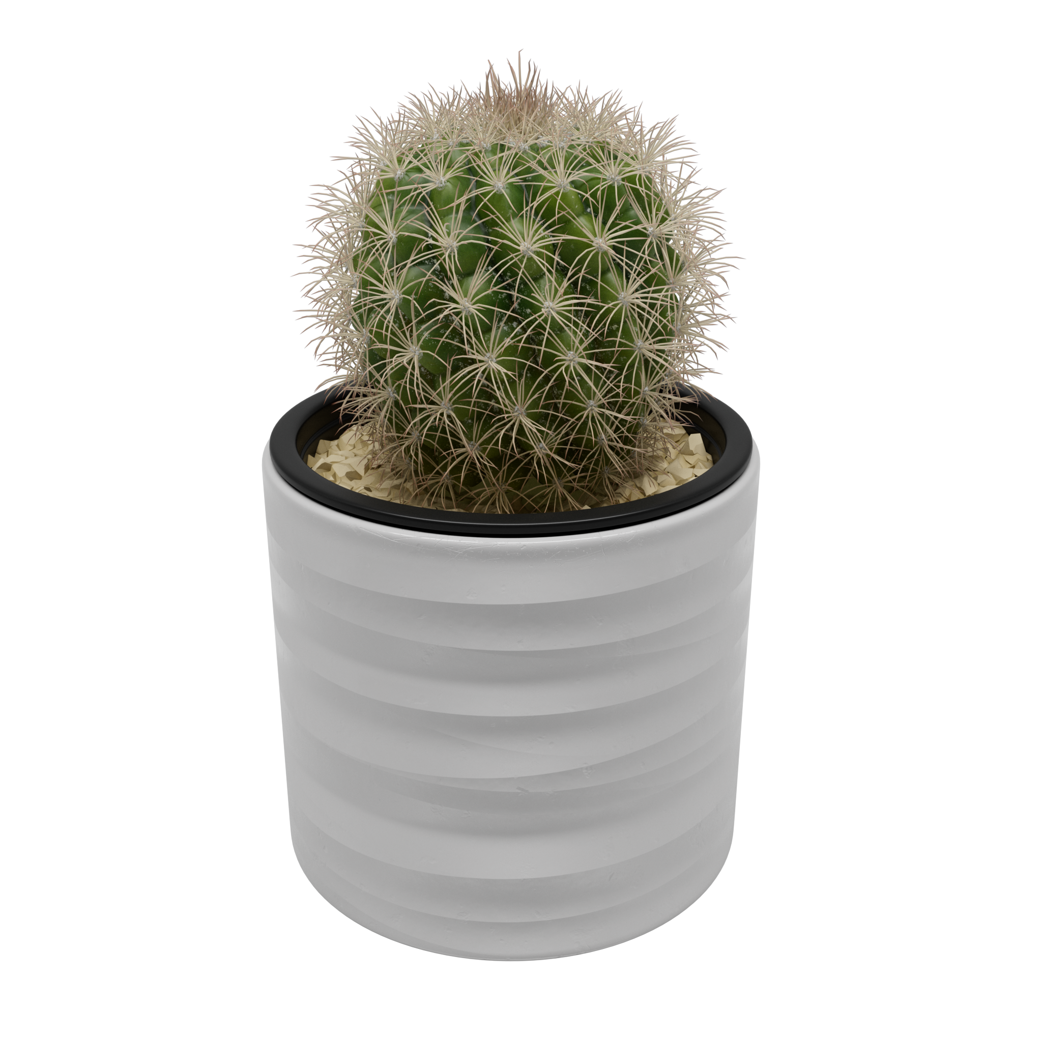 Ball Cactus - Parodia Prestoensis