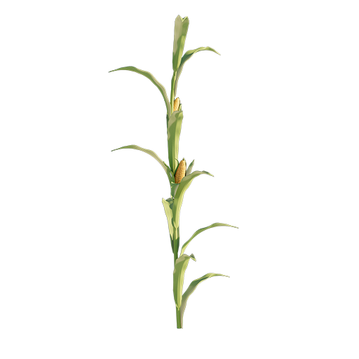 Corn Plant