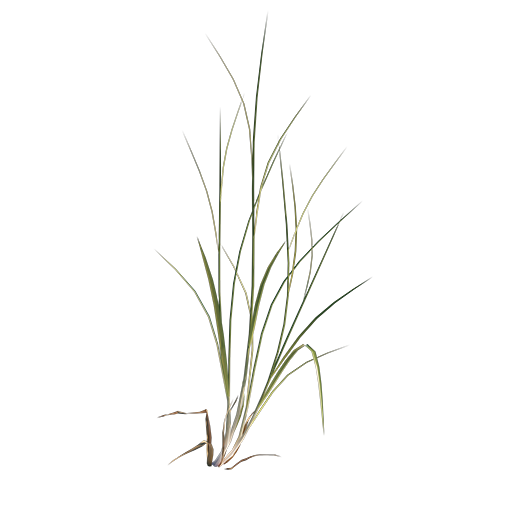 Grass 03 - Wild
