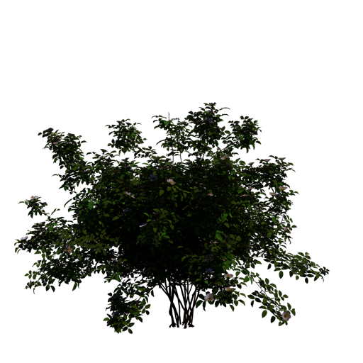 Dog-Rose