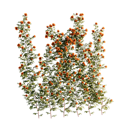 Roses - Wall - 1.81 m