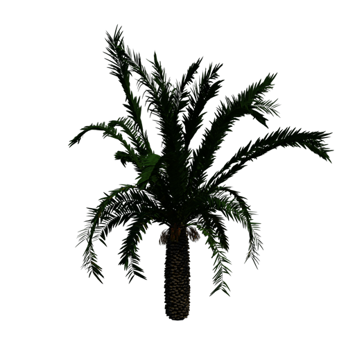 Canary Island Date Palm