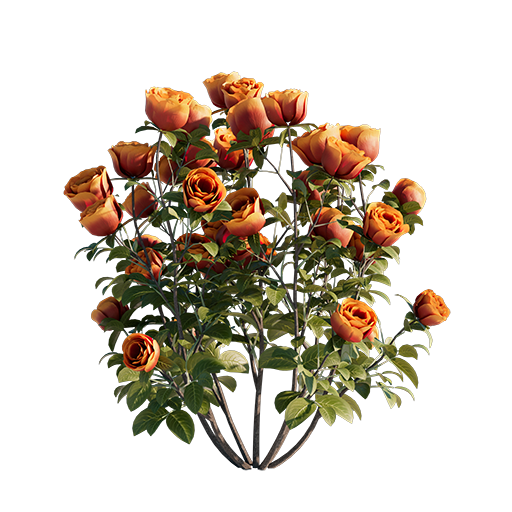 Roses - Orange - 0.32 m
