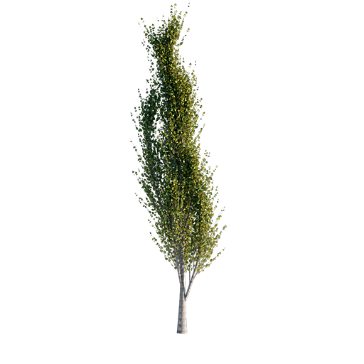 Lombardy Poplar Tree