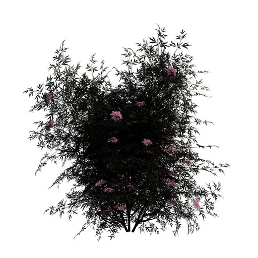 Black Elder 'Black Lace'
