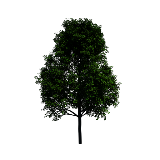 Norway Maple