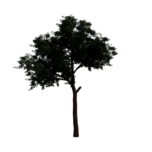 Turkish Pine