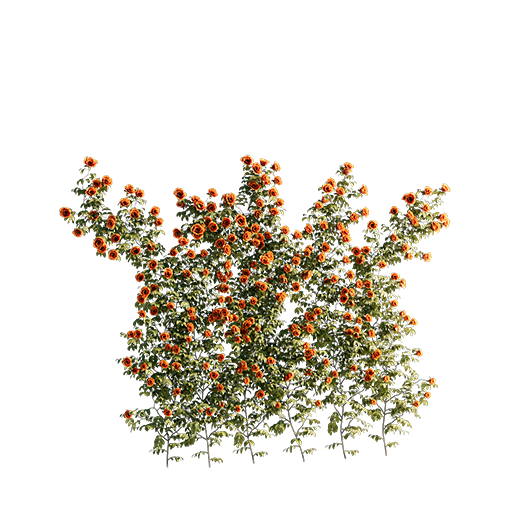 Roses - Wall - 1.53 m